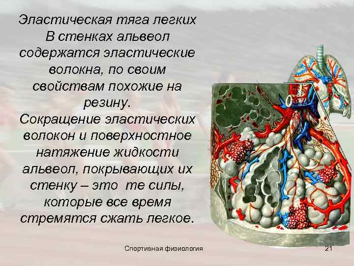 Эластическая тяга легких В стенках альвеол содержатся эластические волокна, по своим свойствам похожие на