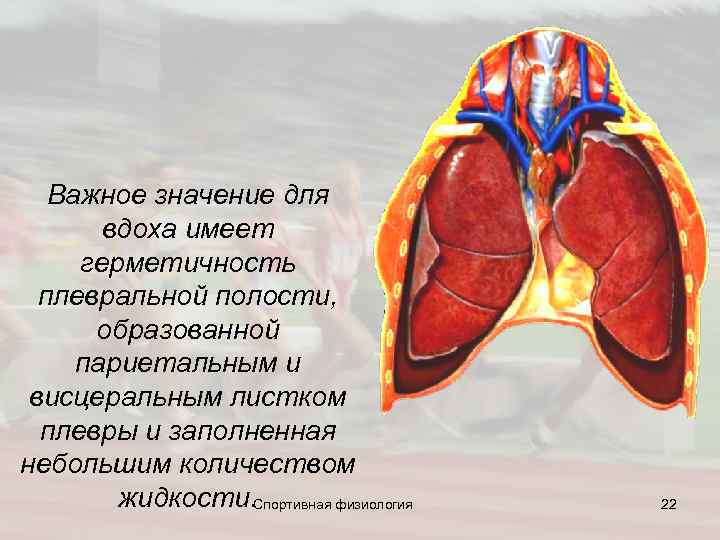  Важное значение для вдоха имеет герметичность плевральной полости, образованной париетальным и висцеральным листком