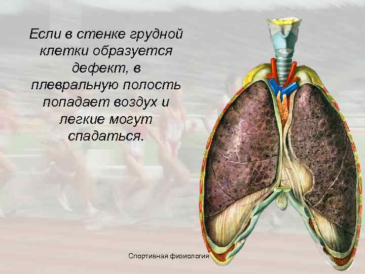 Если в стенке грудной клетки образуется дефект, в плевральную полость попадает воздух и легкие