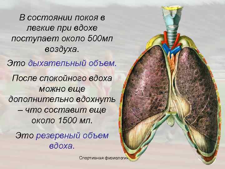  В состоянии покоя в легкие при вдохе поступает около 500 мл воздуха. Это