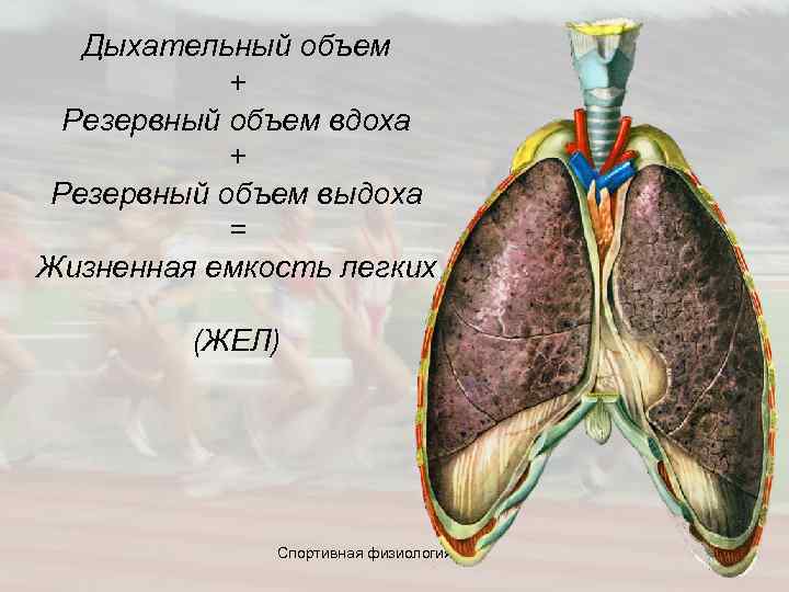  Дыхательный объем + Резервный объем вдоха + Резервный объем выдоха = Жизненная емкость