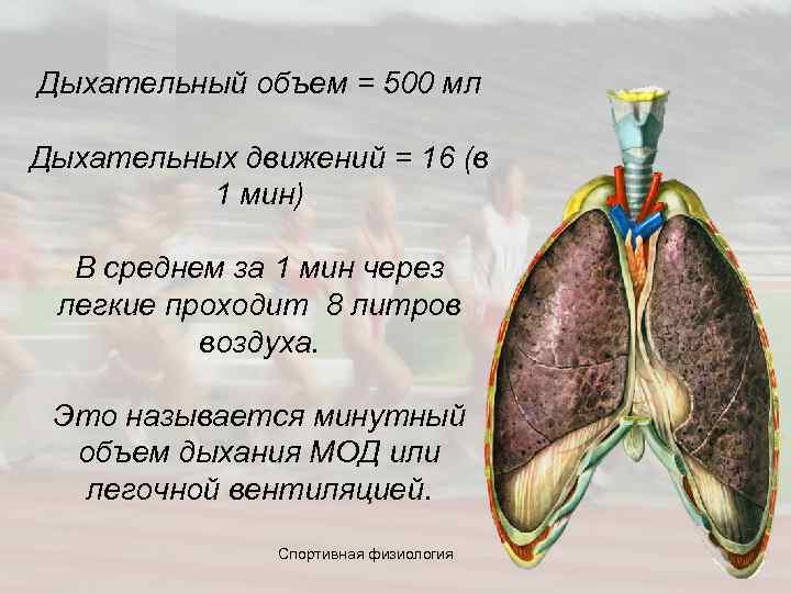 Дыхательный объем = 500 мл Дыхательных движений = 16 (в 1 мин) В среднем