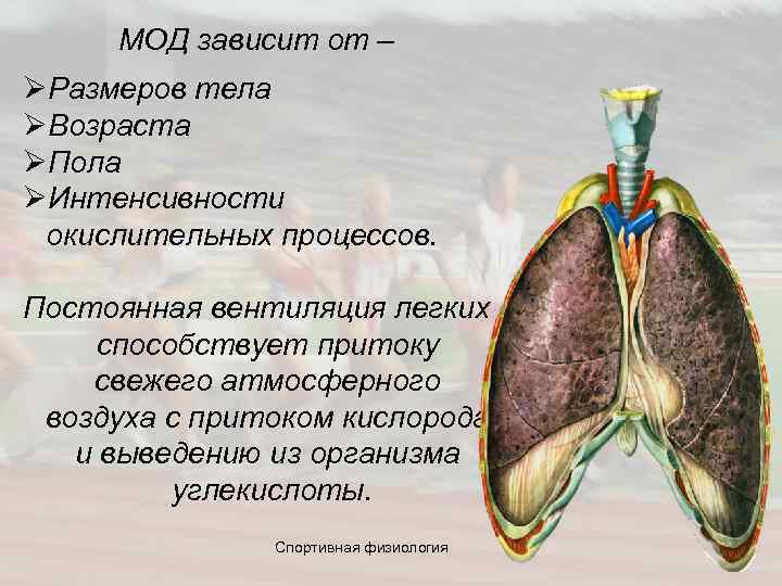  МОД зависит от – ØРазмеров тела ØВозраста ØПола ØИнтенсивности окислительных процессов. Постоянная вентиляция