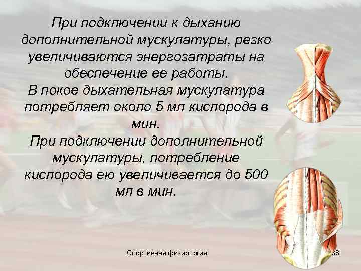  При подключении к дыханию дополнительной мускулатуры, резко увеличиваются энергозатраты на обеспечение ее работы.