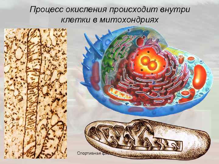 Процесс окисления происходит внутри клетки в митохондриях Спортивная физиология 7 