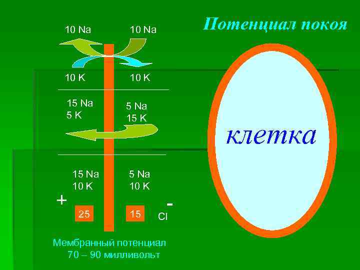 10 Na 10 K Потенциал покоя 10 Na 10 K 15 Na 5 K