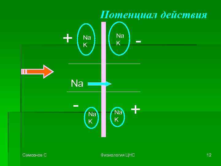 Потенциал действия + Na K - Na K Na Самсонов С Na K +