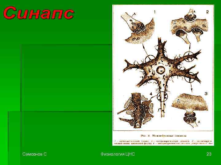 Самсонов С Физиология ЦНС 23 