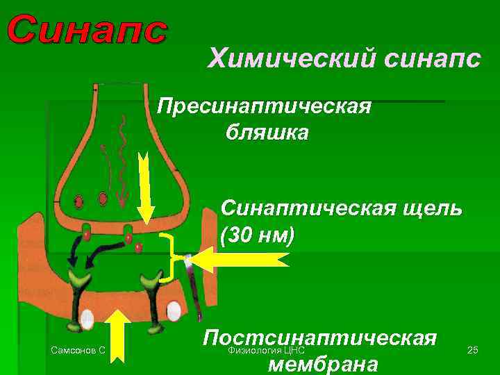 Химический синапс Пресинаптическая бляшка Синаптическая щель (30 нм) Самсонов С Постсинаптическая Физиология ЦНС мембрана