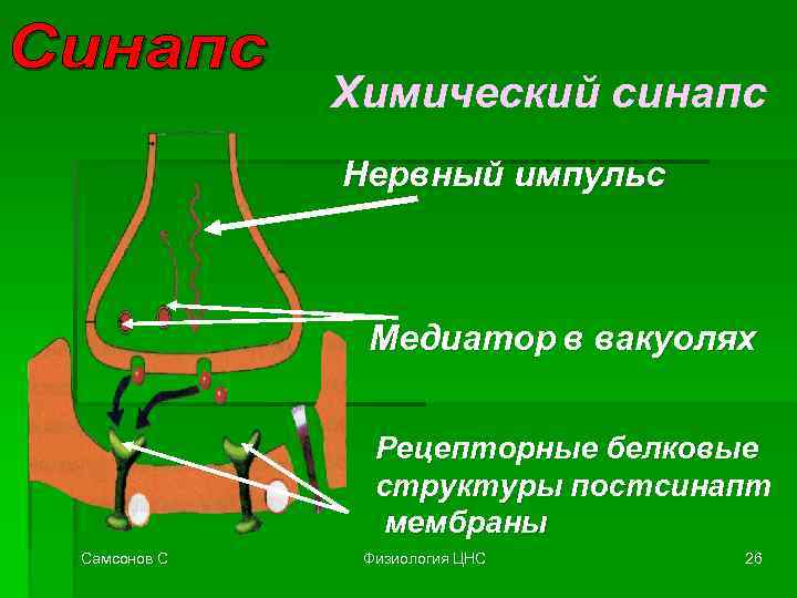 Химический синапс Нервный импульс Медиатор в вакуолях Рецепторные белковые структуры постсинапт мембраны Самсонов С