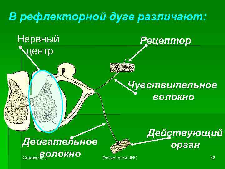 В рефлекторной дуге различают: Нервный центр Рецептор Чувствительное волокно Двигательное волокно Самсонов С Действующий