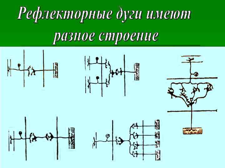 Самсонов С Физиология ЦНС 33 