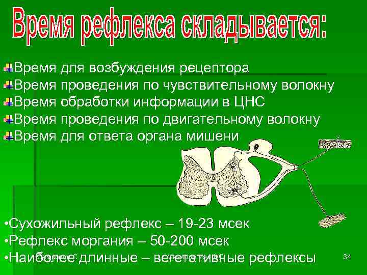 Время для возбуждения рецептора Время проведения по чувствительному волокну Время обработки информации в ЦНС