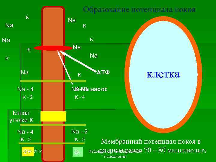 Образование потенциала покоя K Na Na K Na Na - 4 K-2 K АТФ