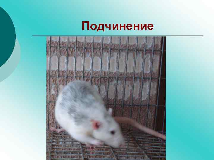 Подчинение 