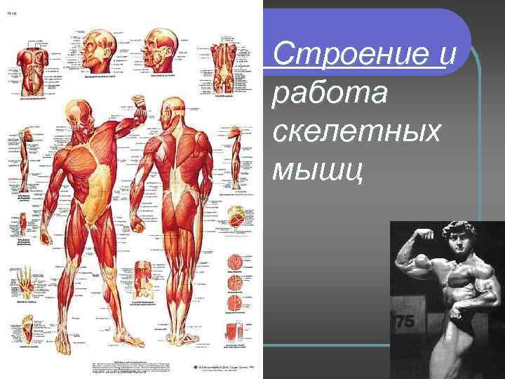 Строение и работа скелетных мышц 