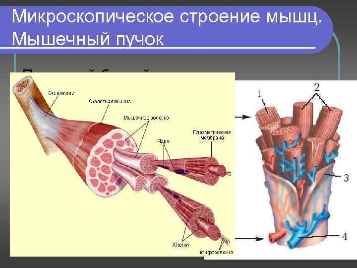 Микроскопическое строение мышц. Мышечный пучок Под какой буквой обозначены гладкая и поперечнополосатая мускулатура? А-;