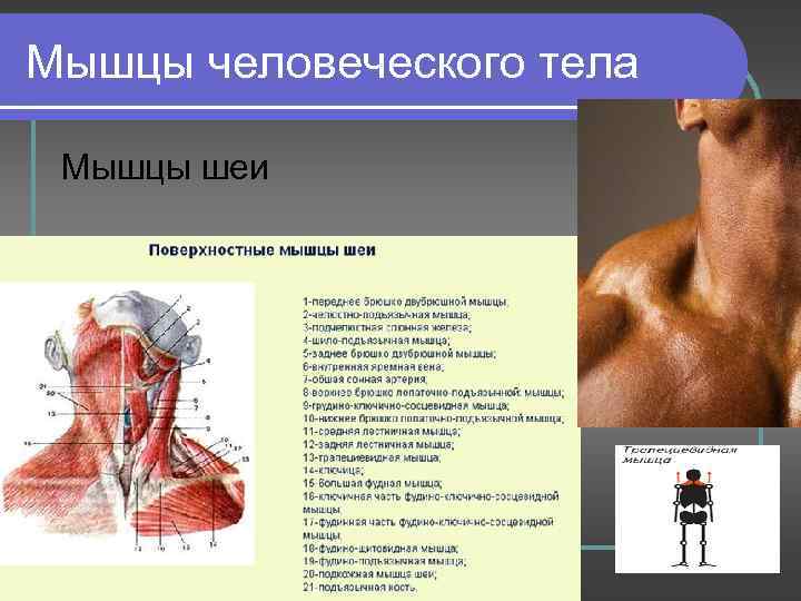 Мышцы человеческого тела Мышцы шеи 
