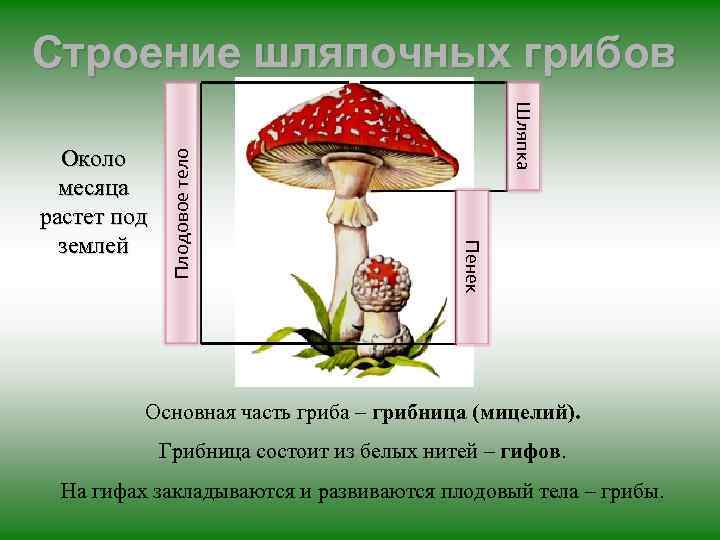 Шляпка Пенек Около месяца растет под землей Плодовое тело Строение шляпочных грибов Основная часть