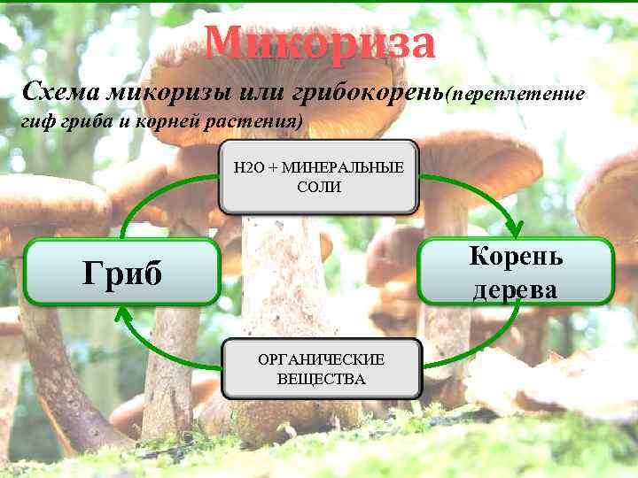 Микориза Схема микоризы или грибокорень(переплетение гиф гриба и корней растения) Н 2 О +