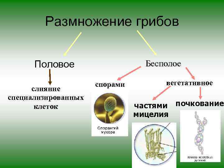 Размножение грибов Бесполое Половое слияние специализированных клеток спорами вегетативное частями почкование мицелия 