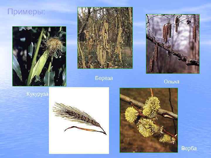 Примеры: Береза Ольха Кукуруза Рожь Верба 