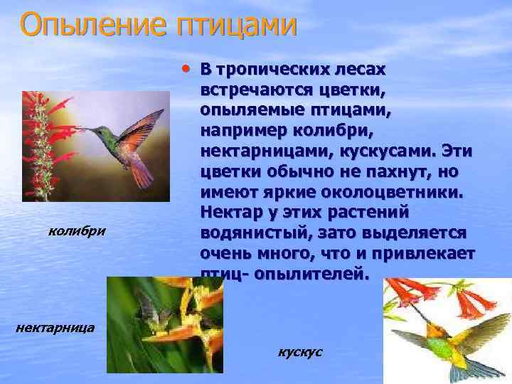 Опыление птицами • В тропических лесах колибри встречаются цветки, опыляемые птицами, например колибри, нектарницами,