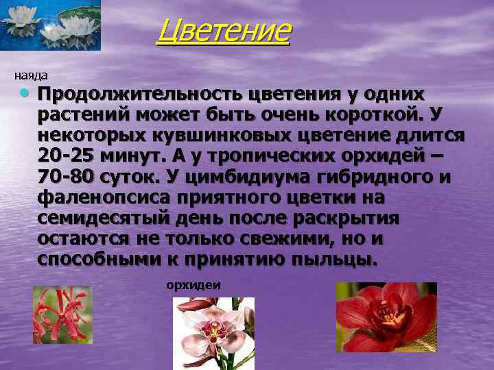 Цветение наяда • Продолжительность цветения у одних растений может быть очень короткой. У некоторых