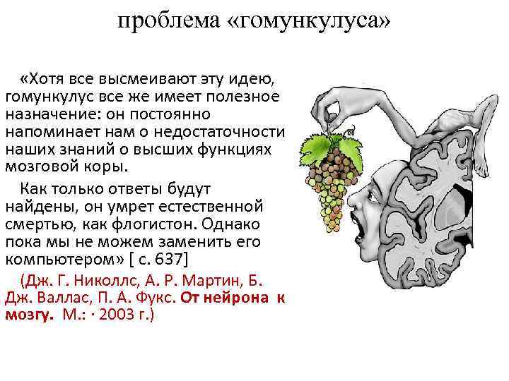 проблема «гомункулуса» «Хотя все высмеивают эту идею, гoмункулус все же имеет полезное назначение: он