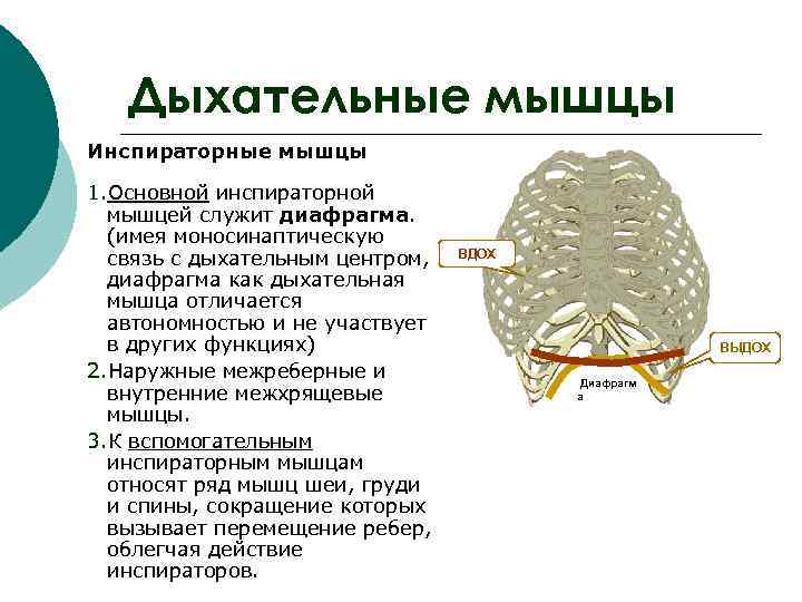  Дыхательные мышцы Инспираторные мышцы 1. Основной инспираторной мышцей служит диафрагма. (имея моносинаптическую связь