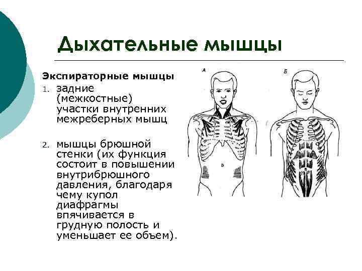  Дыхательные мышцы Экспираторные мышцы 1. задние (межкостные) участки внутренних межреберных мышц 2. мышцы