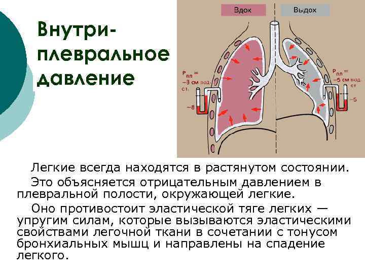 Внутри- плевральное давление Легкие всегда находятся в растянутом состоянии. Это объясняется отрицательным давлением