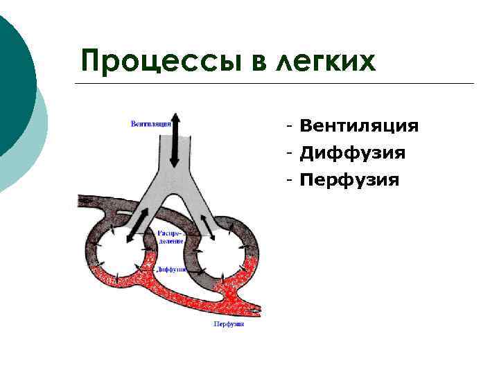 Процессы в легких - Вентиляция - Диффузия - Перфузия 