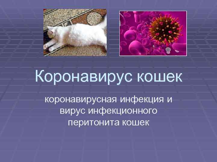 Коронавирус кошек коронавирусная инфекция и вирус инфекционного перитонита кошек 