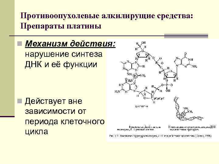 Противоопухолевые алкилирущие средства: Препараты платины n Механизм действия: нарушение синтеза ДНК и её функции