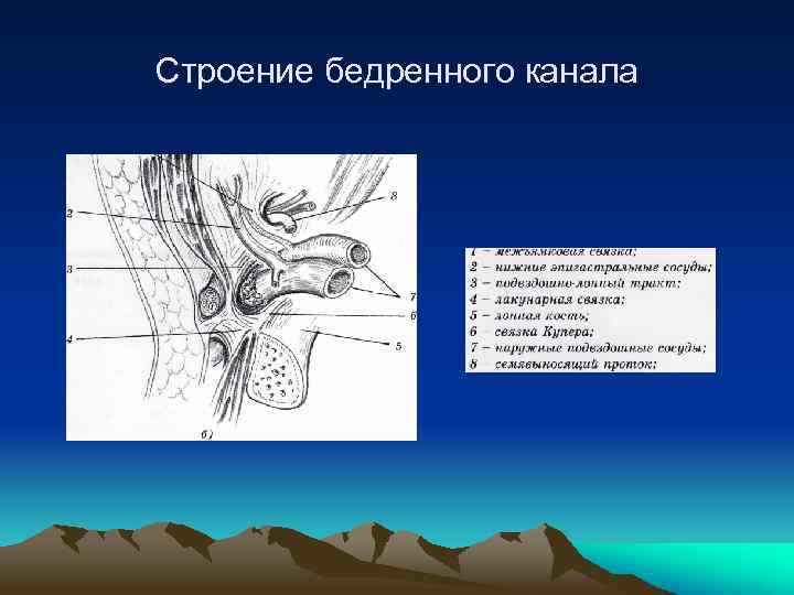 Бедренные грыжи топографическая анатомия презентация