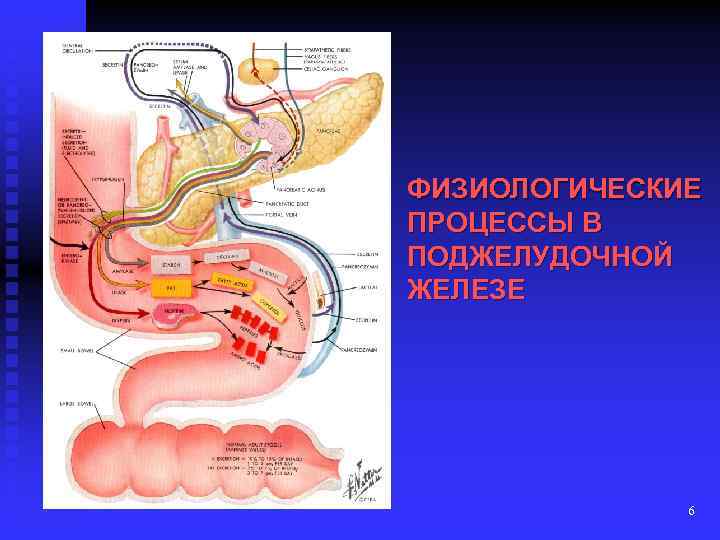 ФИЗИОЛОГИЧЕСКИЕ ПРОЦЕССЫ В ПОДЖЕЛУДОЧНОЙ ЖЕЛЕЗЕ 6 