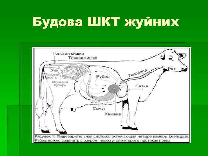 Будова ШКТ жуйних 