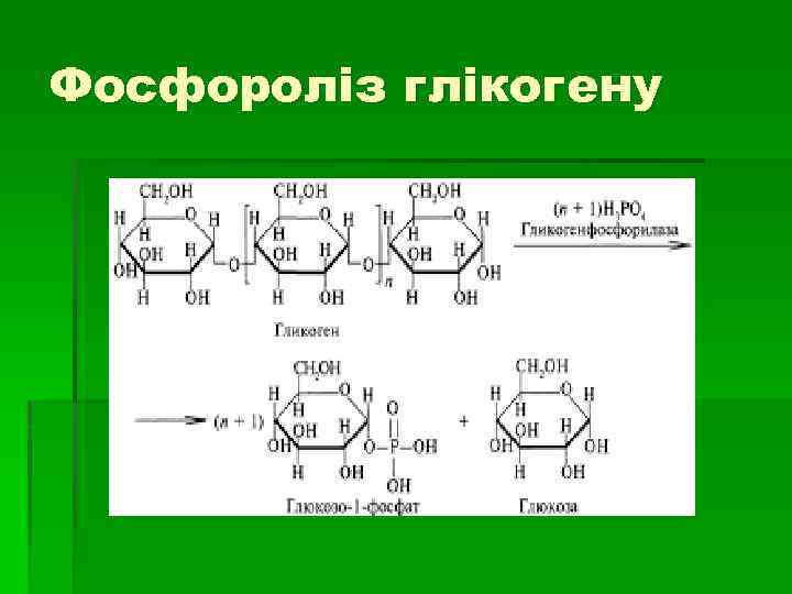 Фосфороліз глікогену 