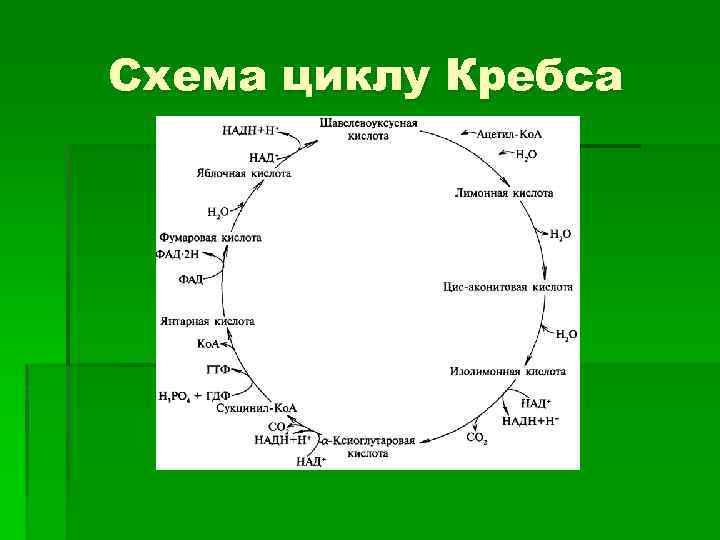Схема циклу Кребса 