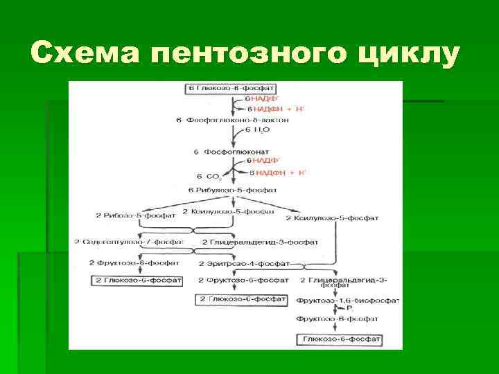 Схема пентозного циклу 