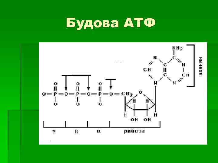 Будова АТФ 