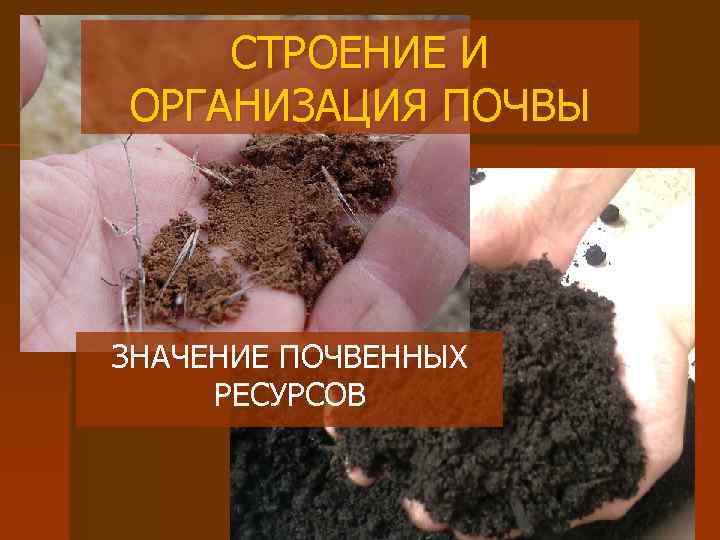 СТРОЕНИЕ И ОРГАНИЗАЦИЯ ПОЧВЫ ЗНАЧЕНИЕ ПОЧВЕННЫХ РЕСУРСОВ 