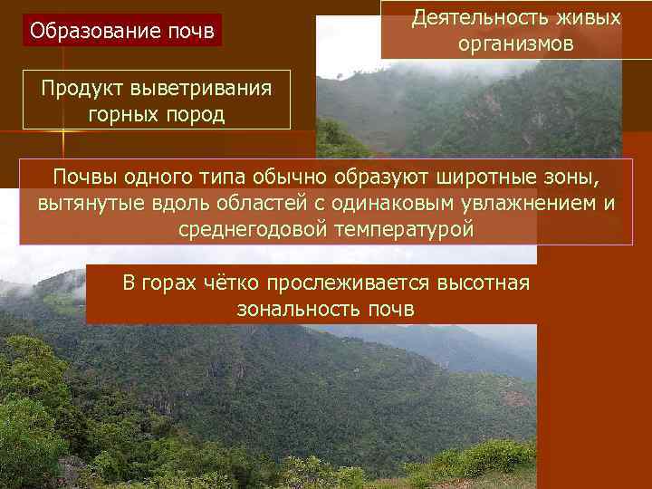 Образование почв Деятельность живых организмов Продукт выветривания горных пород Почвы одного типа обычно образуют