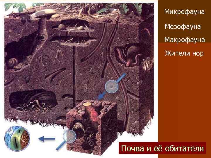 Микрофауна Мезофауна Макрофауна Жители нор Почва и её обитатели 