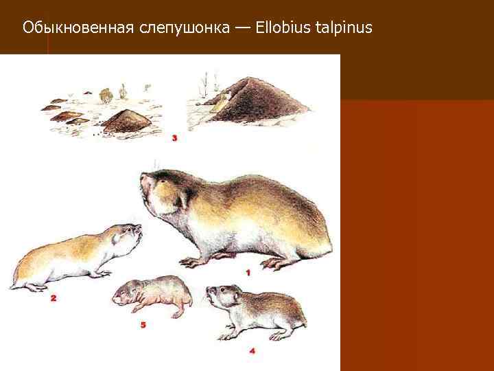 Обыкновенная слепушонка — Ellobius talpinus 