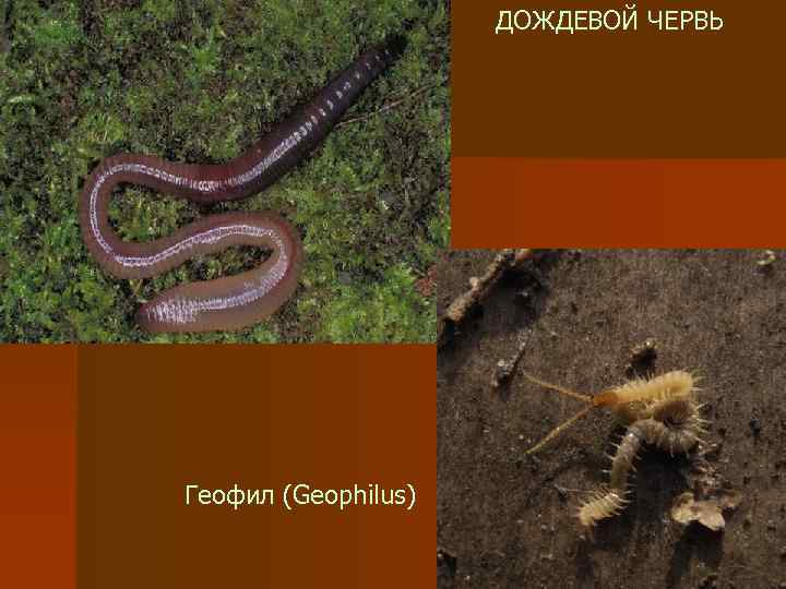 ДОЖДЕВОЙ ЧЕРВЬ Геофил (Geophilus) 