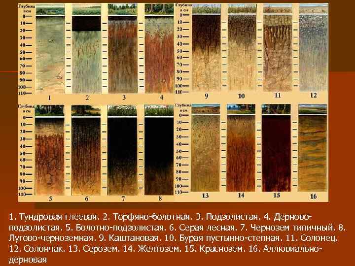 1. Тундровая глеевая. 2. Торфяно-болотная. 3. Подзолистая. 4. Дерновоподзолистая. 5. Болотно-подзолистая. 6. Серая лесная.