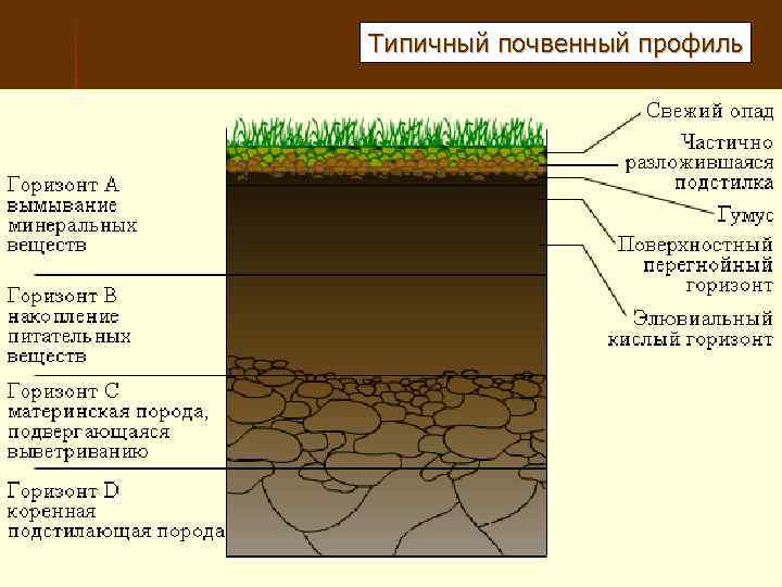 Типичный почвенный профиль 