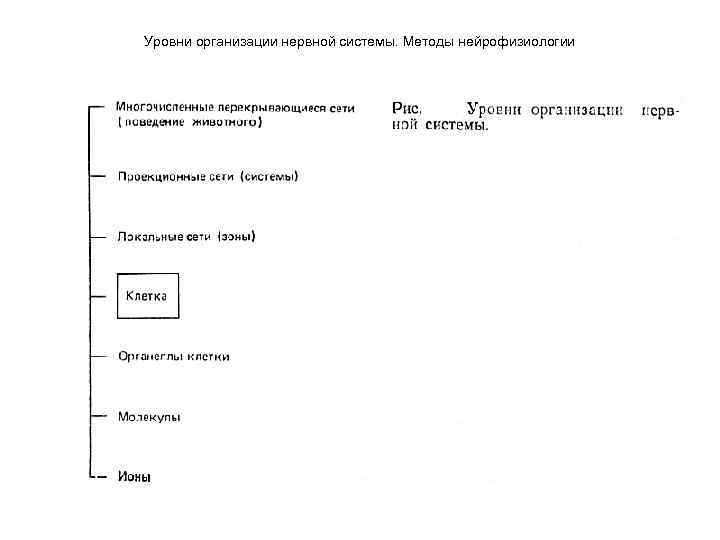Уровни организации нервной системы. Методы нейрофизиологии 